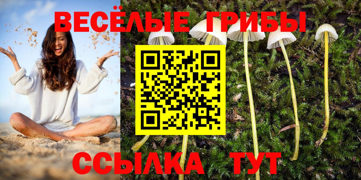 Псилоцибиновые грибы Psilocybe Абинск